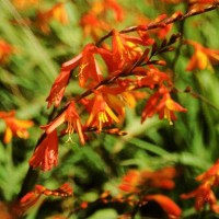 Montbretia